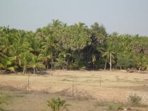 Hoka Trees, Diu